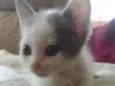 Pri