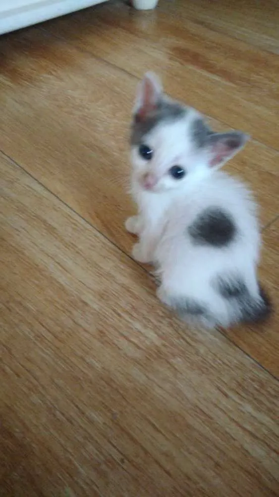 Gato ra a Srd idade Abaixo de 2 meses nome Pri