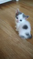 Pri