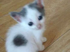 Gato raça Srd idade Abaixo de 2 meses nome Pri