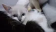 Lis