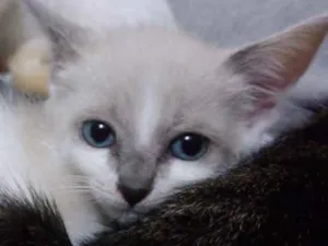 Gato raça Srd idade Abaixo de 2 meses nome Lis