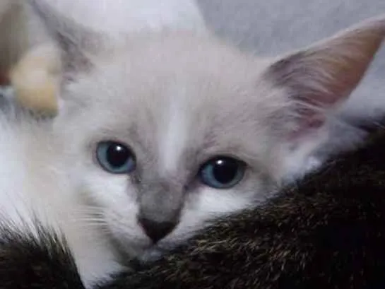Gato ra a Srd idade Abaixo de 2 meses nome Lis