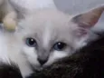 Lis