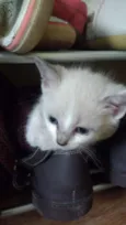 Lis