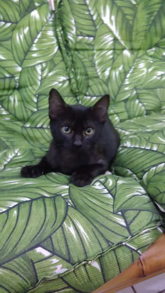 Gato ra a Srd idade 2 a 6 meses nome Pantera