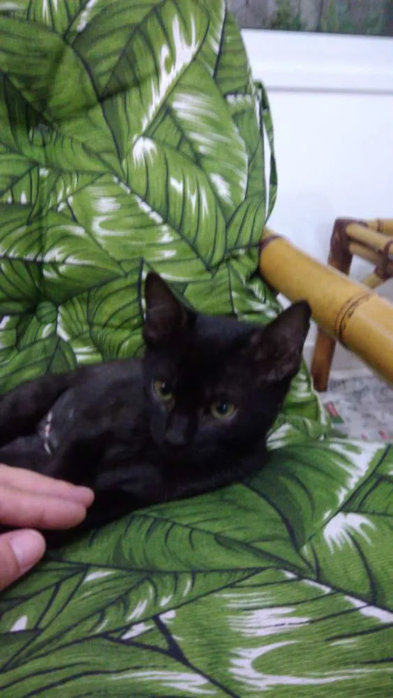 Gato ra a Srd idade 2 a 6 meses nome Pantera