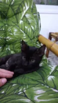 Pantera