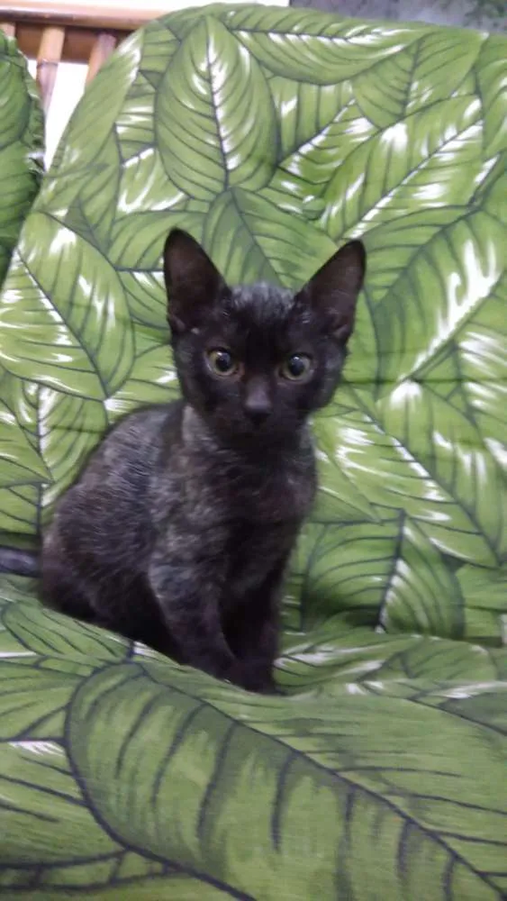 Gato ra a Srd idade 2 a 6 meses nome Leon