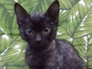 Gato raça Srd idade 2 a 6 meses nome Leon