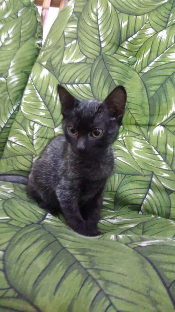 Gato ra a Srd idade 2 a 6 meses nome Leon