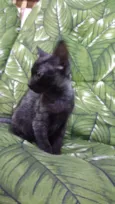 Leon