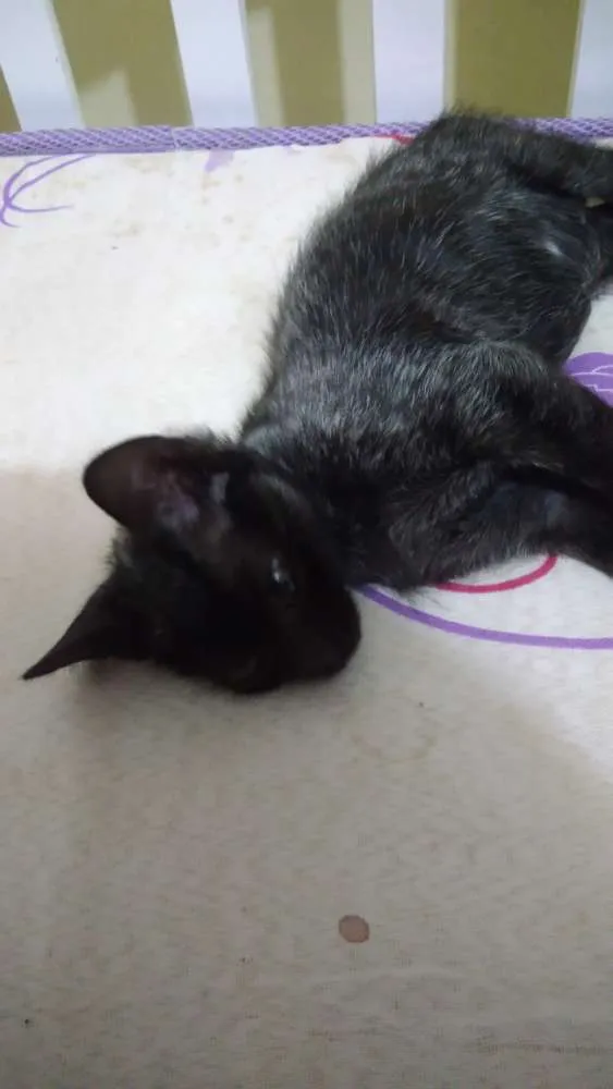 Gato ra a Srd idade 2 a 6 meses nome Leon