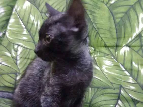 Gato ra a Srd idade 2 a 6 meses nome Leon