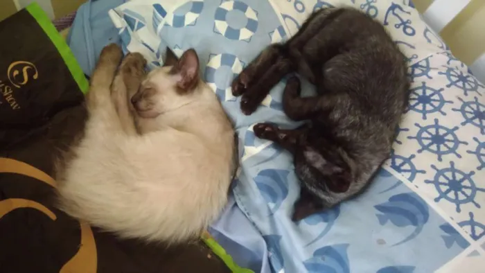 Gato ra a Siamês idade 2 a 6 meses nome Maia