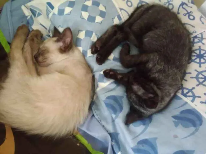 Gato ra a Siamês idade 2 a 6 meses nome Maia