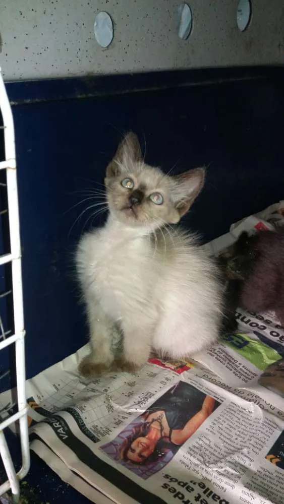Gato ra a Siamês idade 2 a 6 meses nome Maia