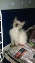 Maia