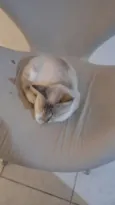 Gata