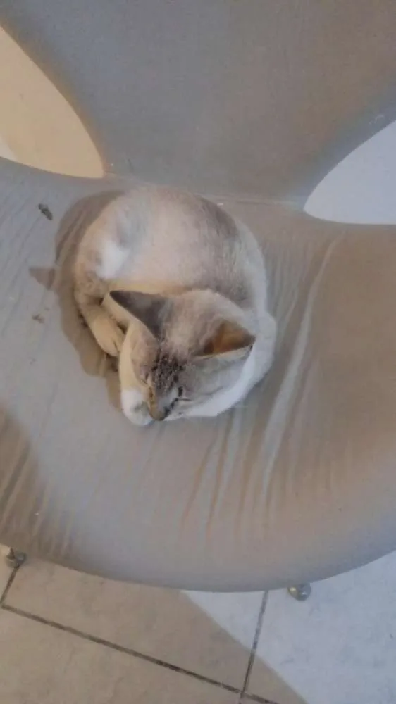 Gato ra a Siamesa idade 1 ano nome Gata