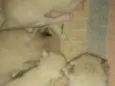 Gata