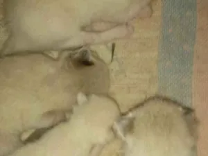 Gato raça Siamesa idade 1 ano nome Gata