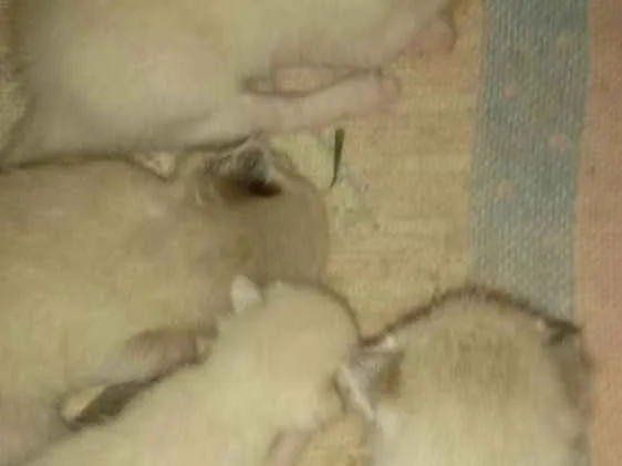 Gato ra a Siamesa idade 1 ano nome Gata