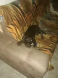Chiquinha