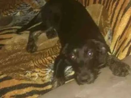 Cachorro ra a Srd idade 7 a 11 meses nome Chiquinha
