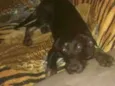 Chiquinha