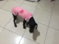 Chiquinha