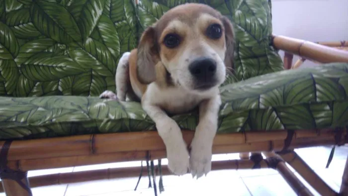 Cachorro ra a Srd idade 2 a 6 meses nome Jean
