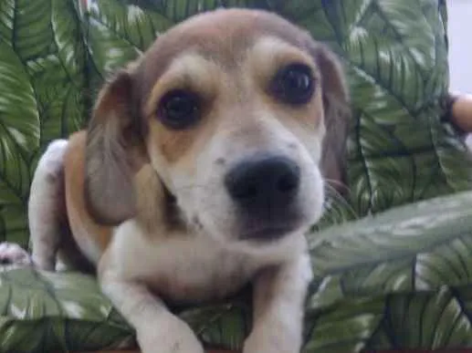 Cachorro ra a Srd idade 2 a 6 meses nome Jean