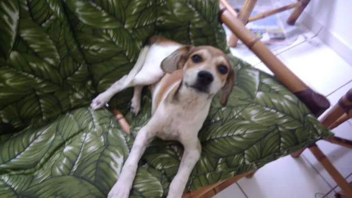 Cachorro ra a Srd idade 2 a 6 meses nome Jean