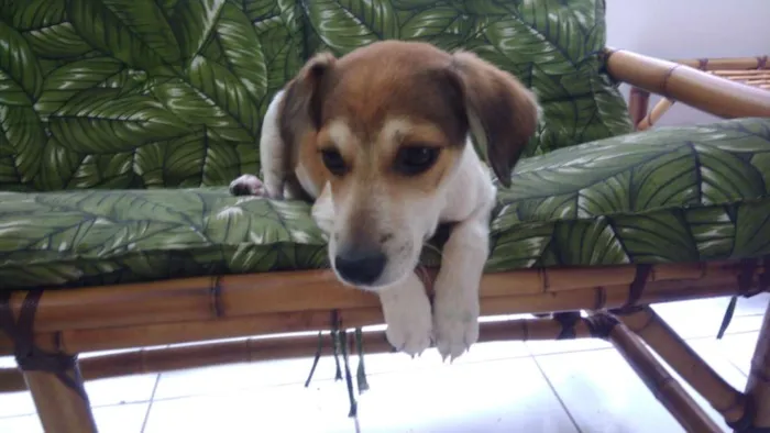 Cachorro ra a Srd idade 2 a 6 meses nome Jean