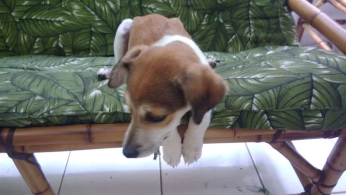 Cachorro ra a Srd idade 2 a 6 meses nome Jean