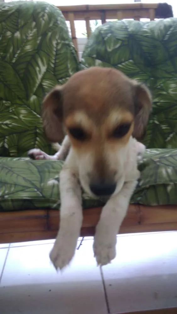 Cachorro ra a Srd idade 2 a 6 meses nome Jean