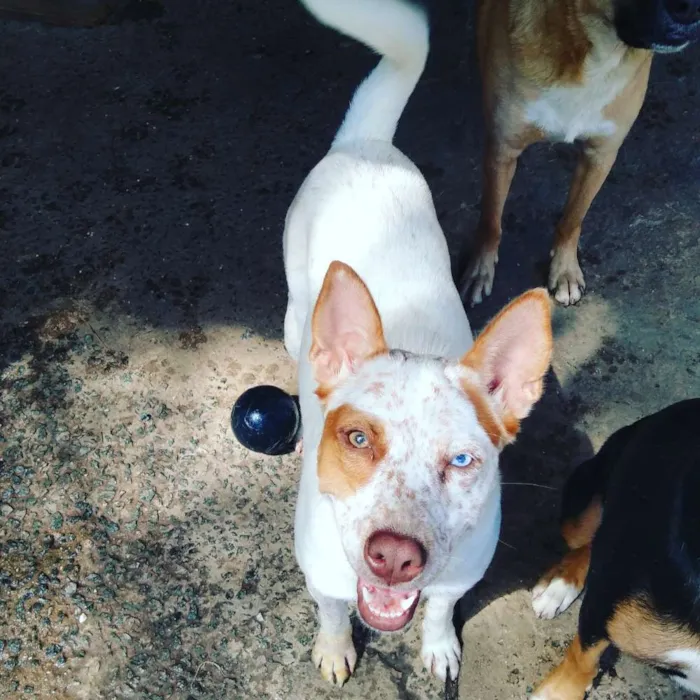 Cachorro ra a Red heeler idade 1 ano nome Branca