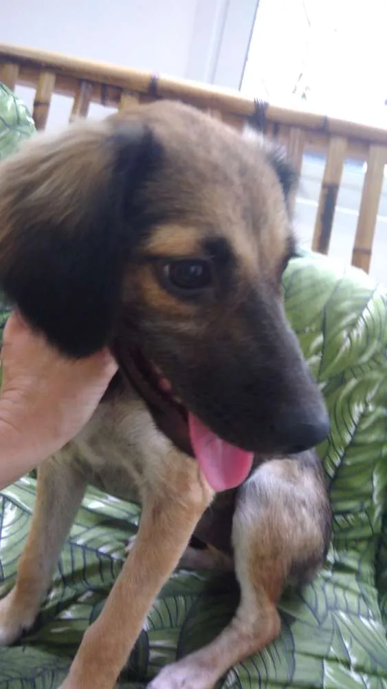 Cachorro ra a Srd idade 2 a 6 meses nome Aninha