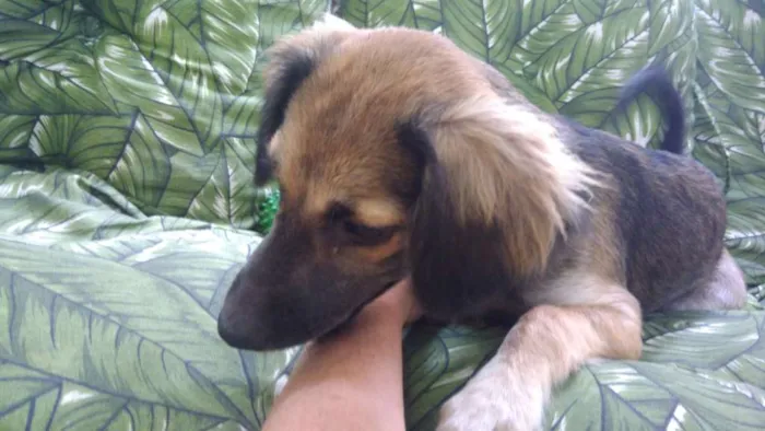 Cachorro ra a Srd idade 2 a 6 meses nome Aninha