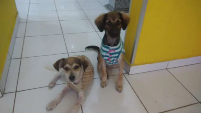 Cachorro ra a Srd idade 2 a 6 meses nome Aninha