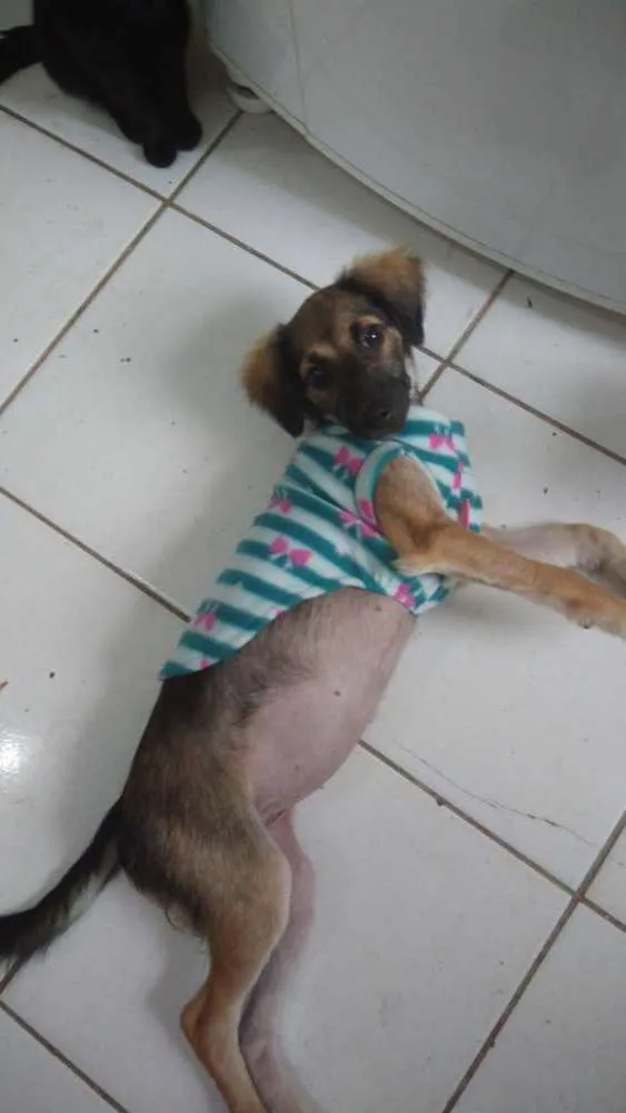 Cachorro ra a Srd idade 2 a 6 meses nome Aninha