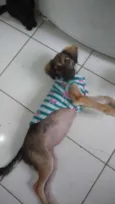 Aninha