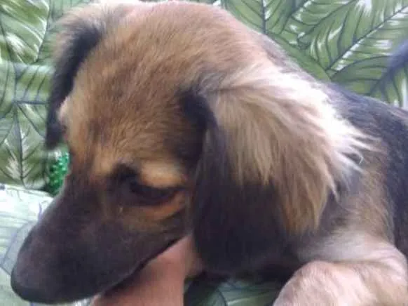 Cachorro ra a Srd idade 2 a 6 meses nome Aninha