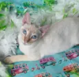 MARSHMALLOW