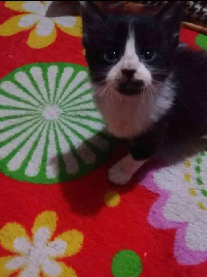 Gato ra a Sem raça idade 2 a 6 meses nome Sem nome