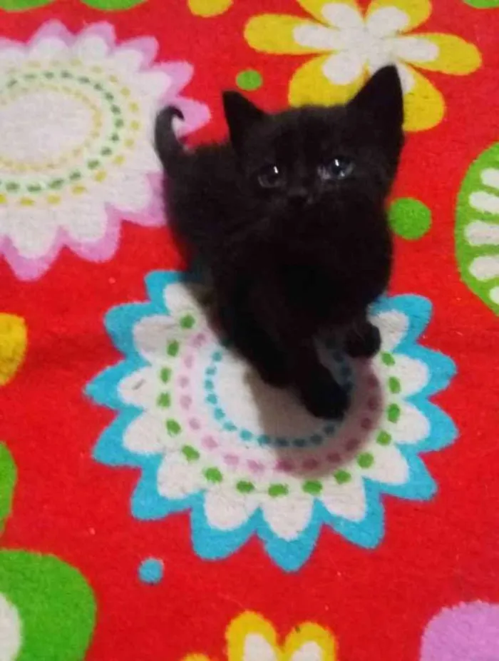Gato ra a Sem raça idade 2 a 6 meses nome Sem nome