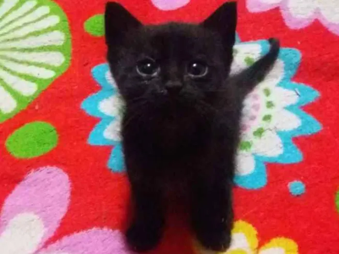 Gato ra a Sem raça idade 2 a 6 meses nome Sem nome