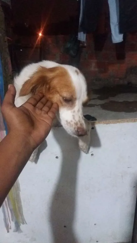 Cachorro ra a Mestiça  idade 2 anos nome Pandora