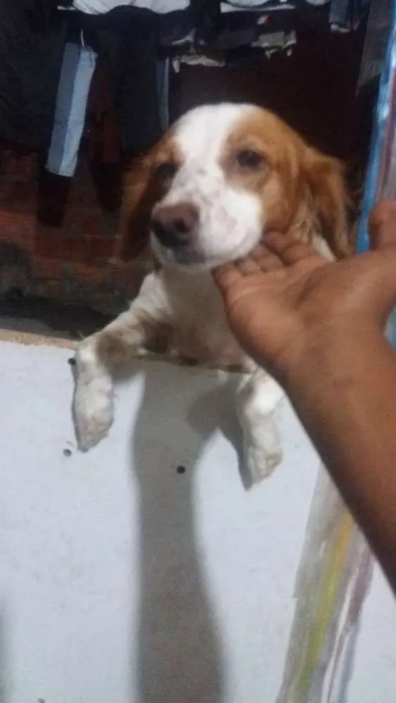 Cachorro ra a Mestiça  idade 2 anos nome Pandora